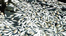 the-fishes-in-kerala-shore-facing-this-threat-says-expert-report