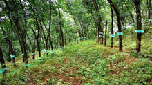 problems-in-rubber-plantation