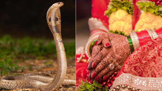 snake snake
