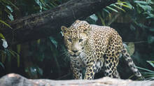 tiger-kills-8-year-old-girl-in-madhya-pradesh-barwani-district