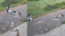 stray-dog-attack-in-kozhikode