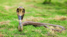 this-is-what-happens-to-the-body-if-a-venomous-snake-bites-you