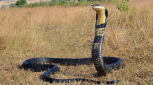 forest-department-says-it-has-caught-50000-snakes-and-released-them-into-the-forest