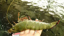 fish-farm-in-paddy-fields