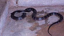 how-to-prevent-snakes-entering-home