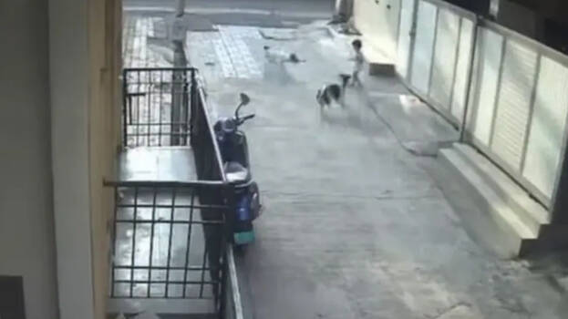 stray-dog stray-dog