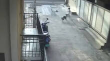 pune-stray-dog-attack-4-dogs-drag-little-girl