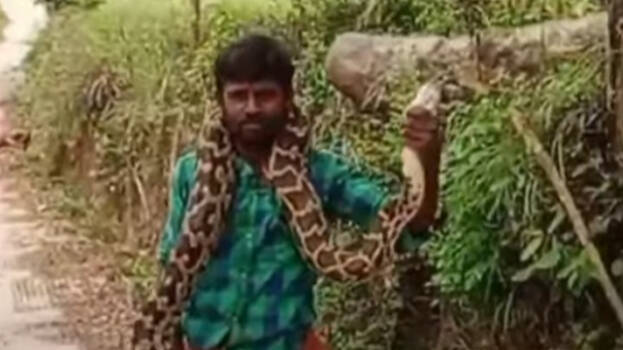 snake snake
