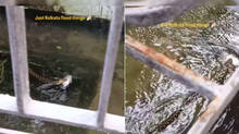 viral-video-shows-snake-swimming-in-kolkata-floodwaters-with-fish-in-mouth