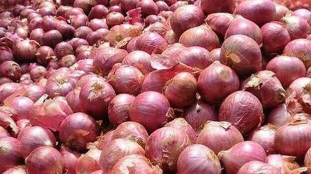 onion onion