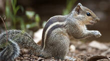 squirrel