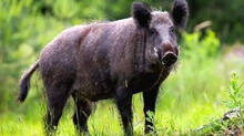 404-wild-boar-killed-in-thiruvananthapuram