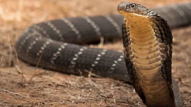 king-cobra king-cobra