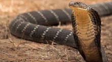 giant-king-cobra-caught-from-under-construction-house