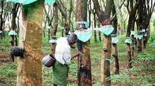 these-group-are-responsible-for-price-cut-says-farmers