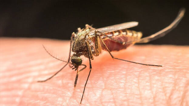 mosquito