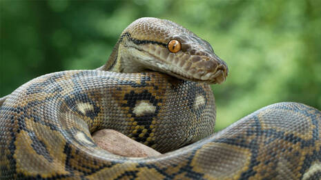 anaconda