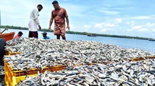 reason-why-the-deamnd-of-sardine-fish-is-increasing