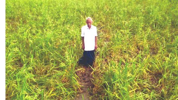 krishi