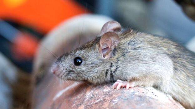 rat-fever