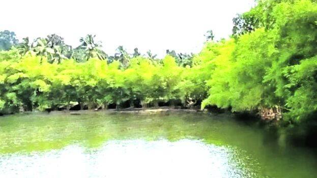 bamboos