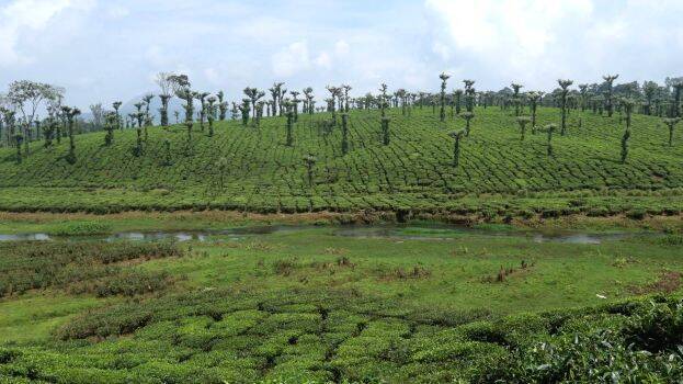 palakkad