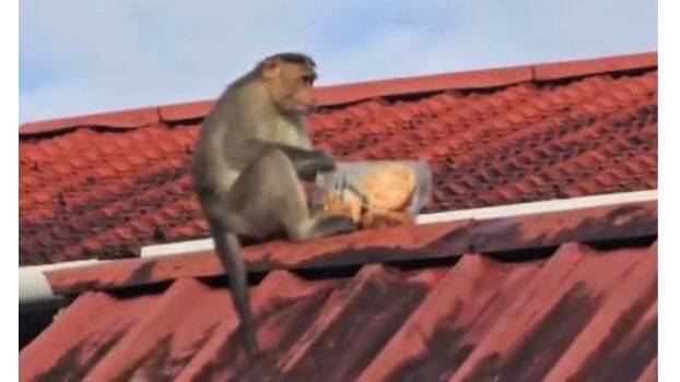 monkey- monkey-