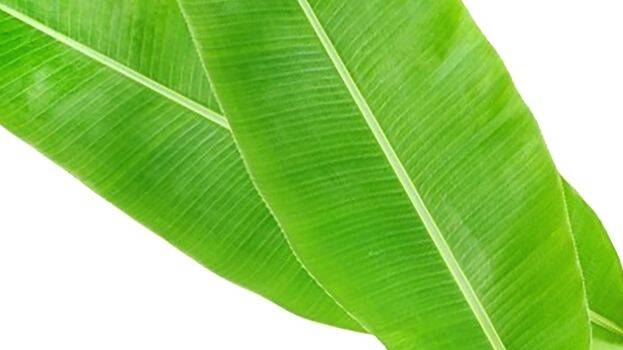 leaf