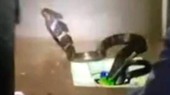 snake snake