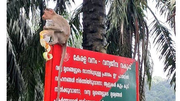 monkey monkey
