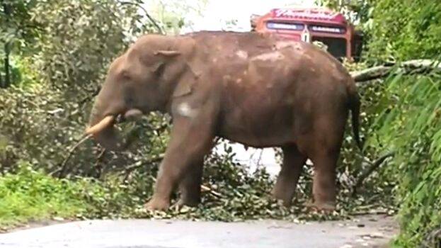 elephant