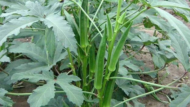 venda
