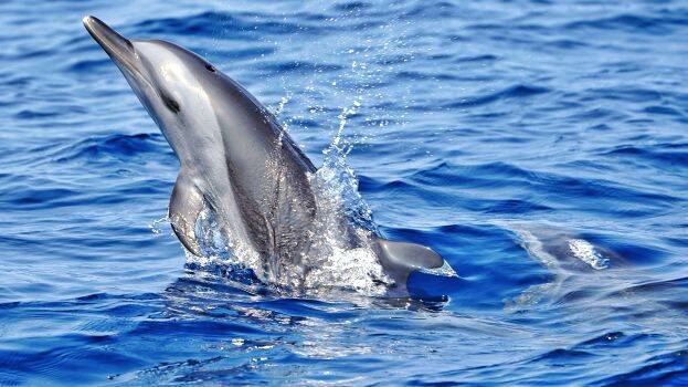 dolphin