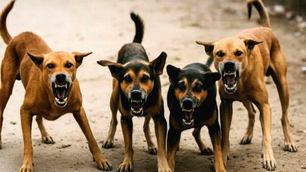 dog dog