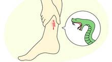 snake