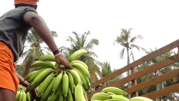 banana