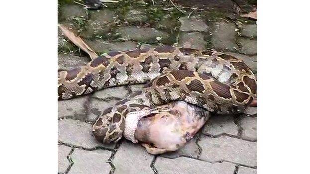 python
