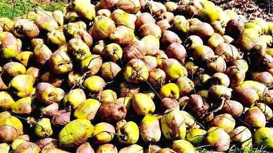 cocanut cocanut