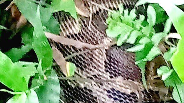snake snake