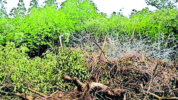 mangroves