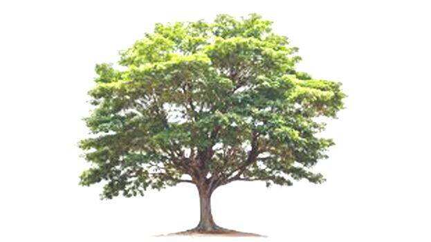 tree