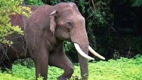 ele