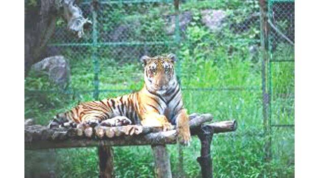 tiger
