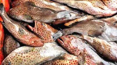 fish