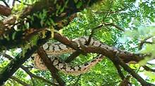 at-last-python-caught--from-the-tree-at-kochi