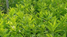 sandal-wood---planting