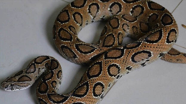 snake