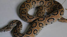 snake