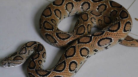 snake