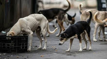 foreign-coaches-bitten-by-stray-dogs-at-delhi